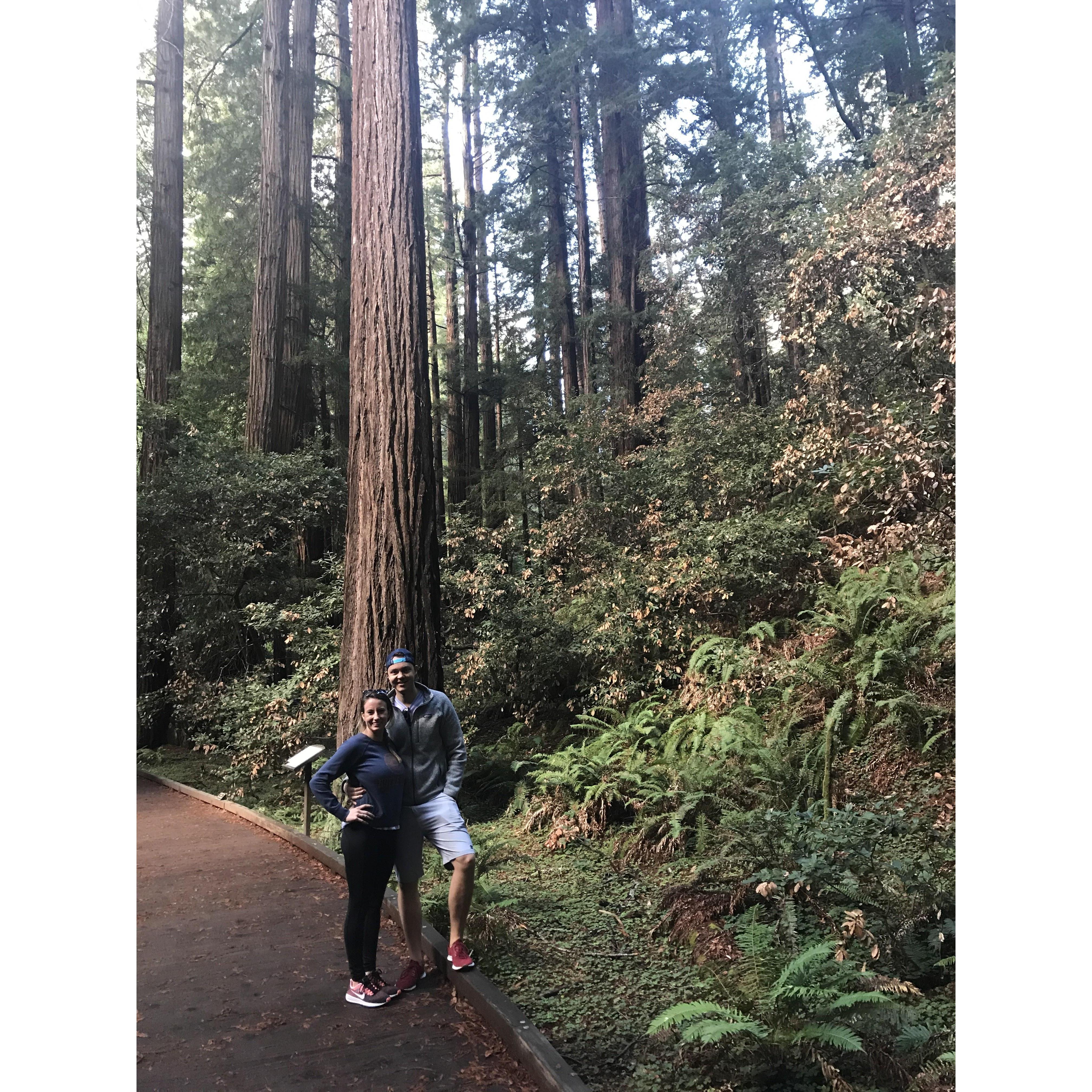 Northern California Redwoods 2017