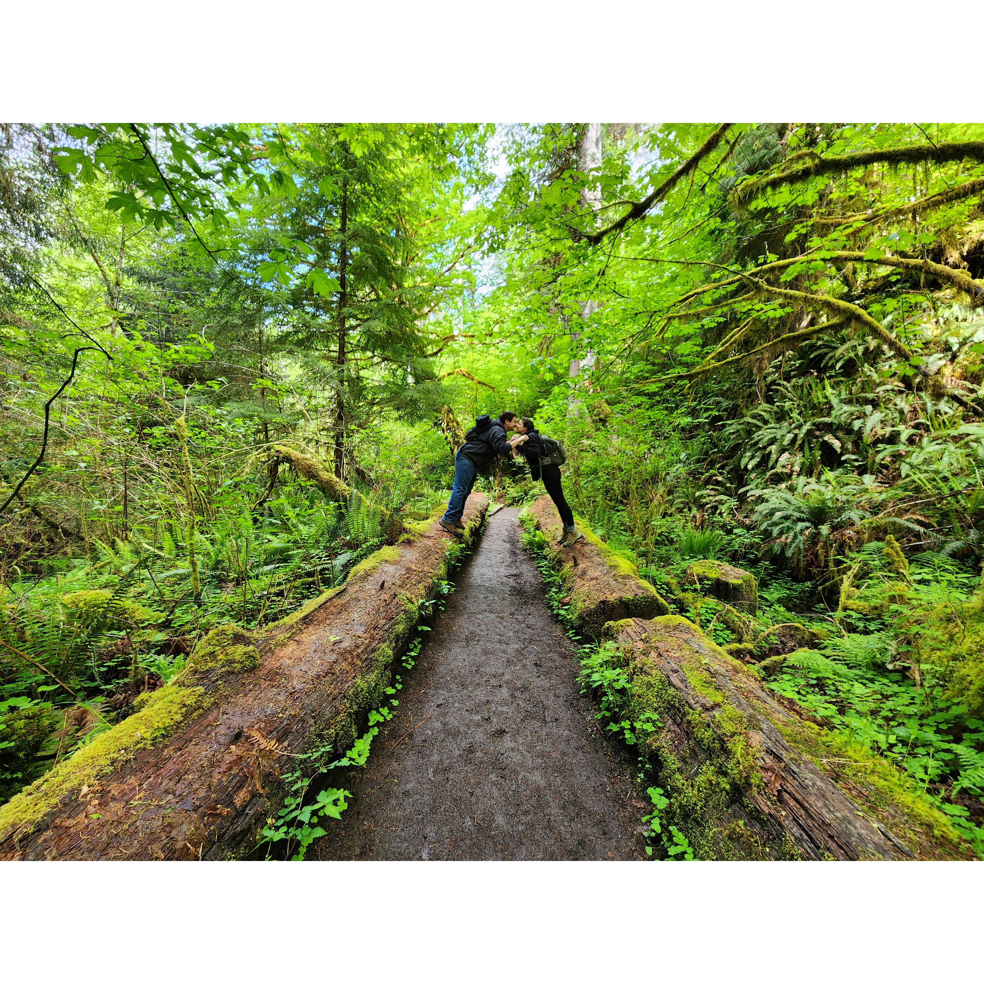 Hoh Rainforest, WA, (2024)