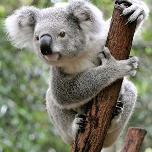 Breakfast with Koalas