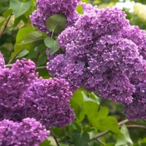 Common Lilac Shrub for Sale - Mehrabyan Nursery