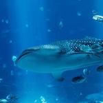 Georgia Aquarium