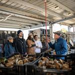 Hog Island Oyster Farm