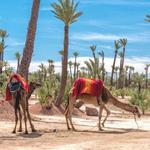 Horse, Camel Ride & Quad Bikes