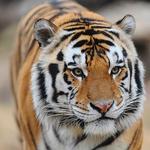 Mike the Tiger's Habitat