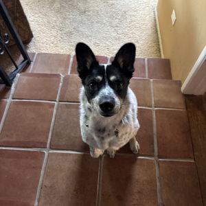 Spud Treat Fund
