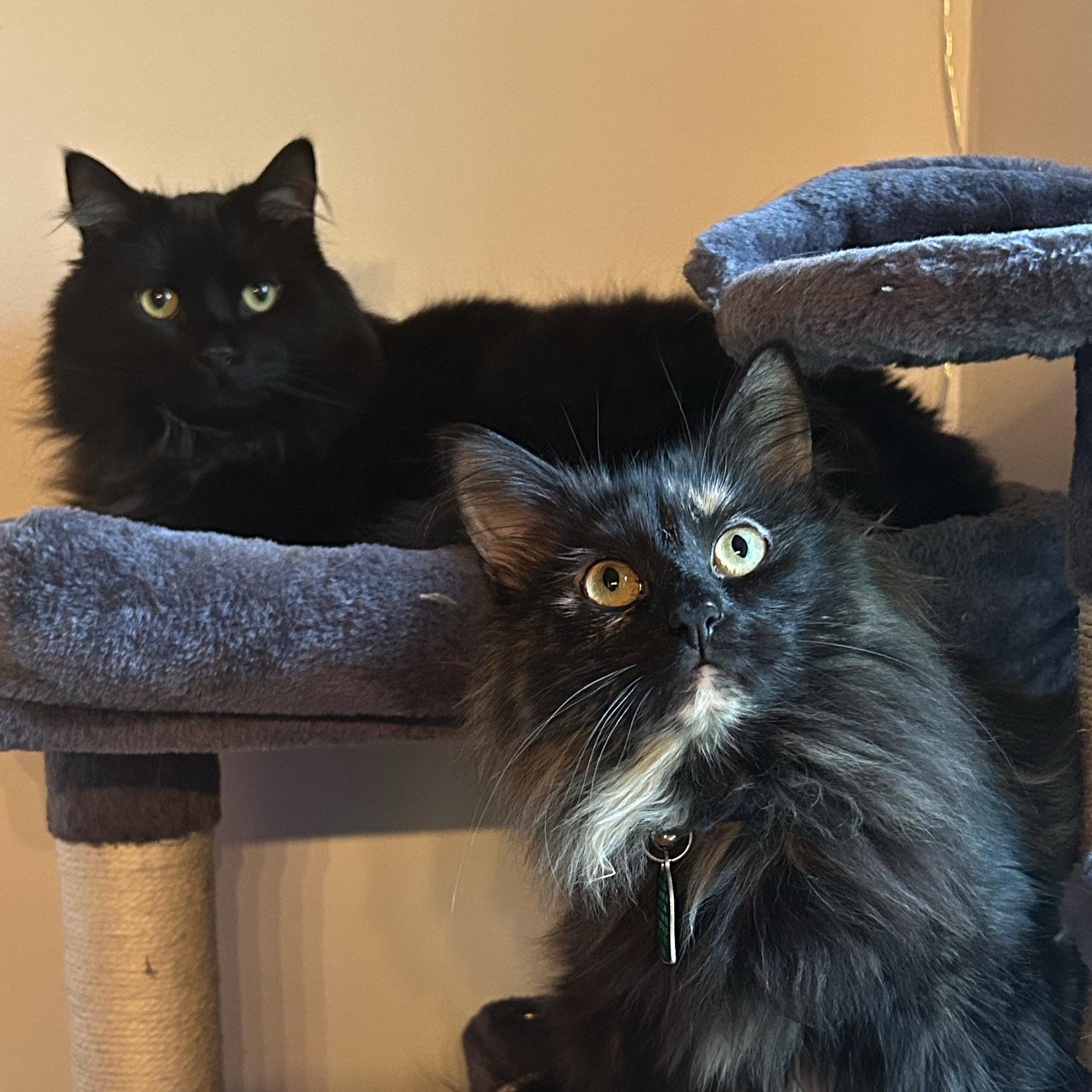 Pet Sitting Over the Honeymoon