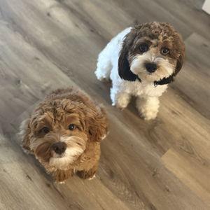 Bailey and Tilly Treat Fund