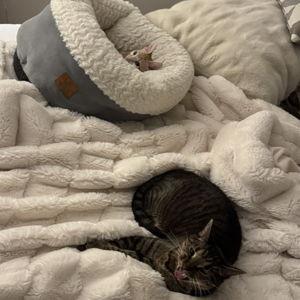 Our Cats Spaghetti & Toffee