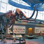 Florida Museum of Natural History