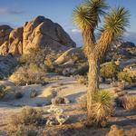 Joshua Tree National Park