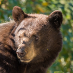 Grand Teton National Park