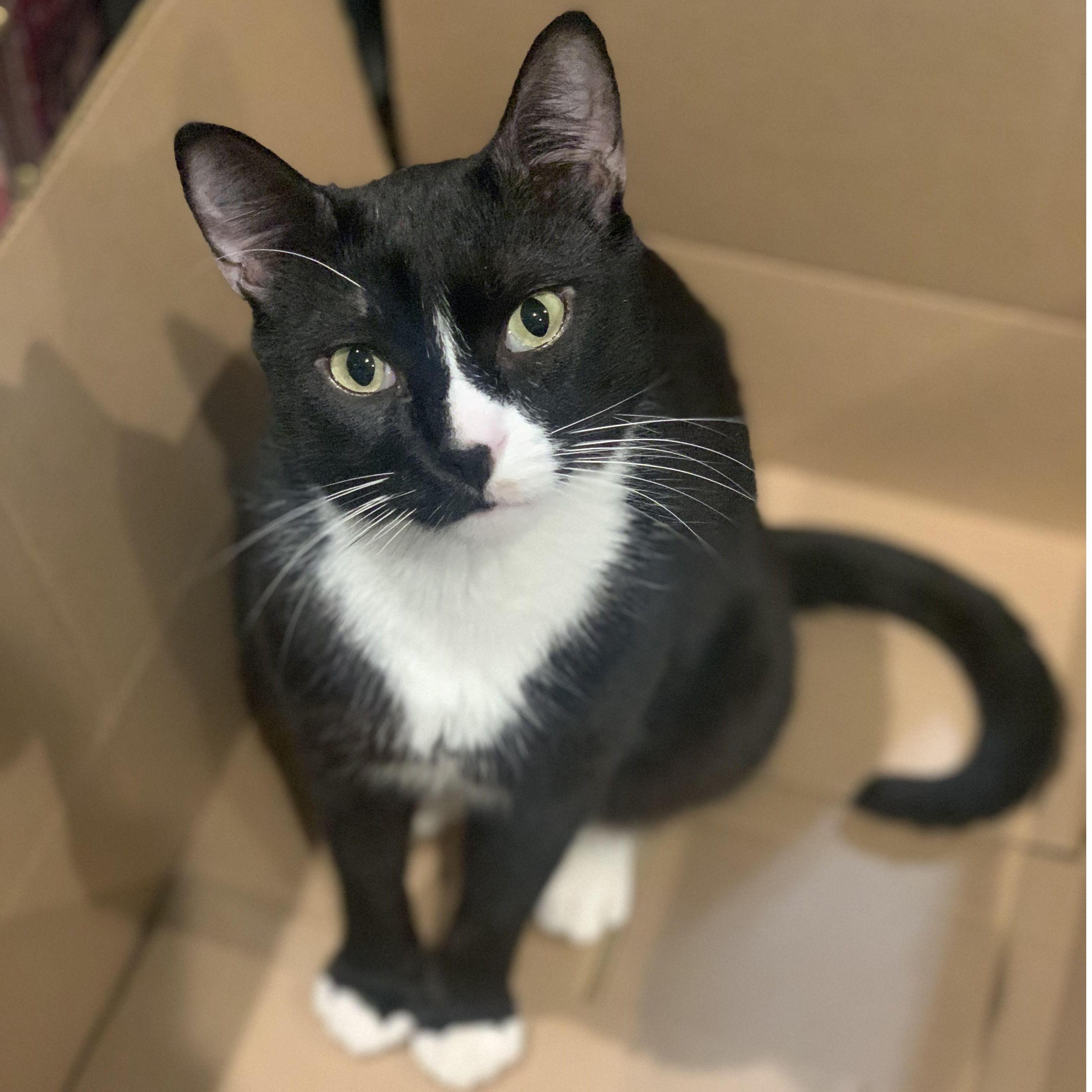 Our 3rd and final furbaby - Boots