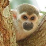 Monkey Sanctuary