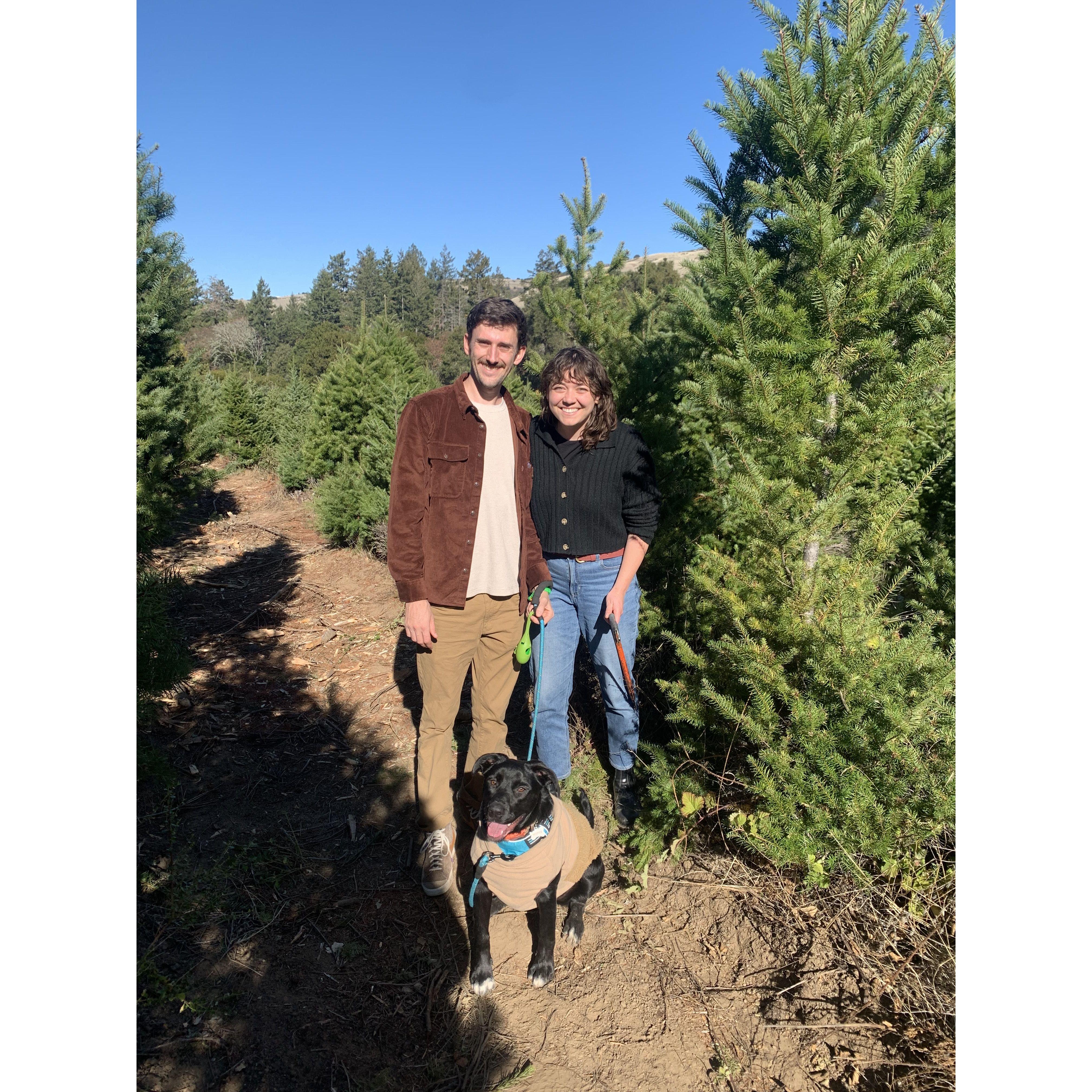 Cutting down our Christmas tree this year :)