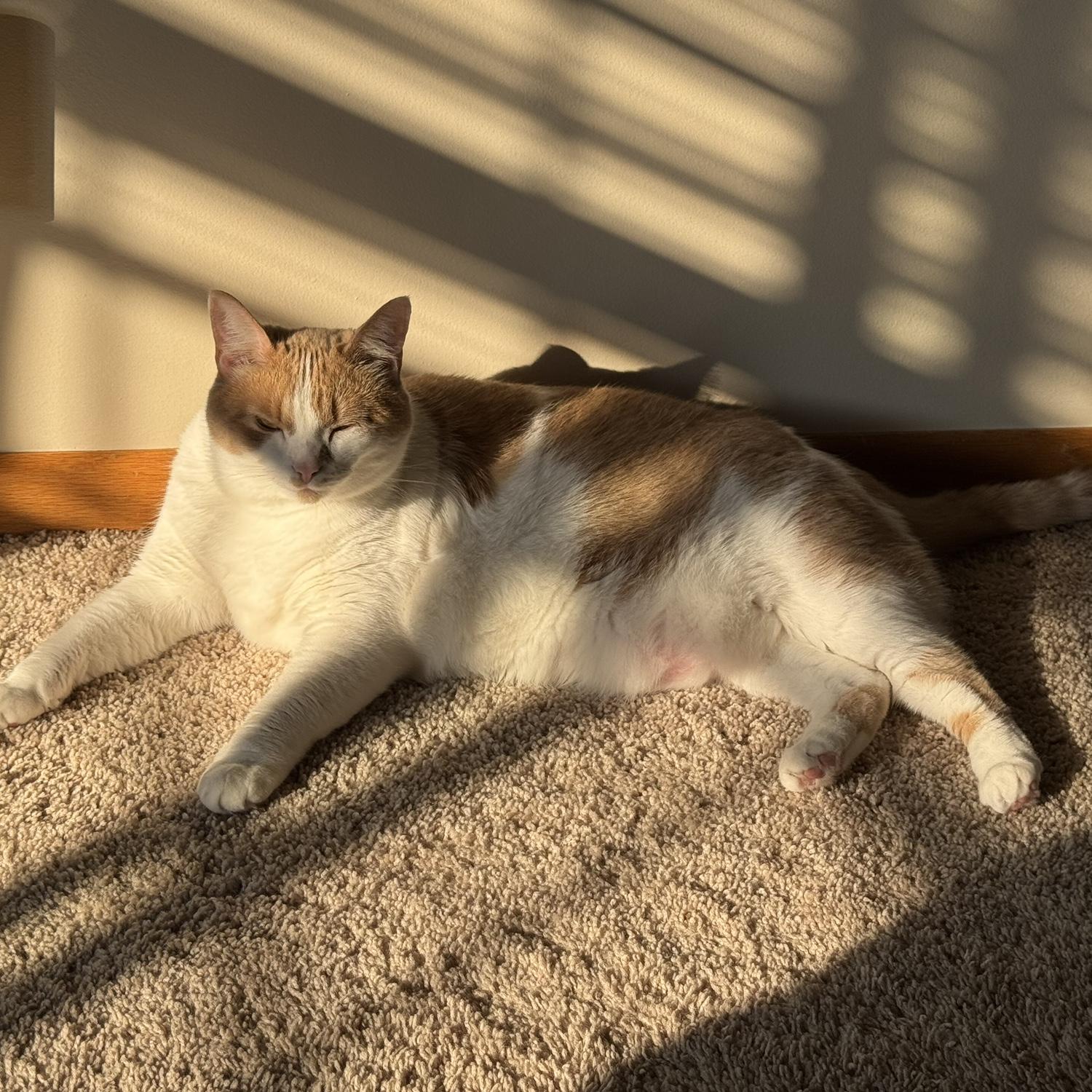 Our cat, Meepins! (aka Ness)