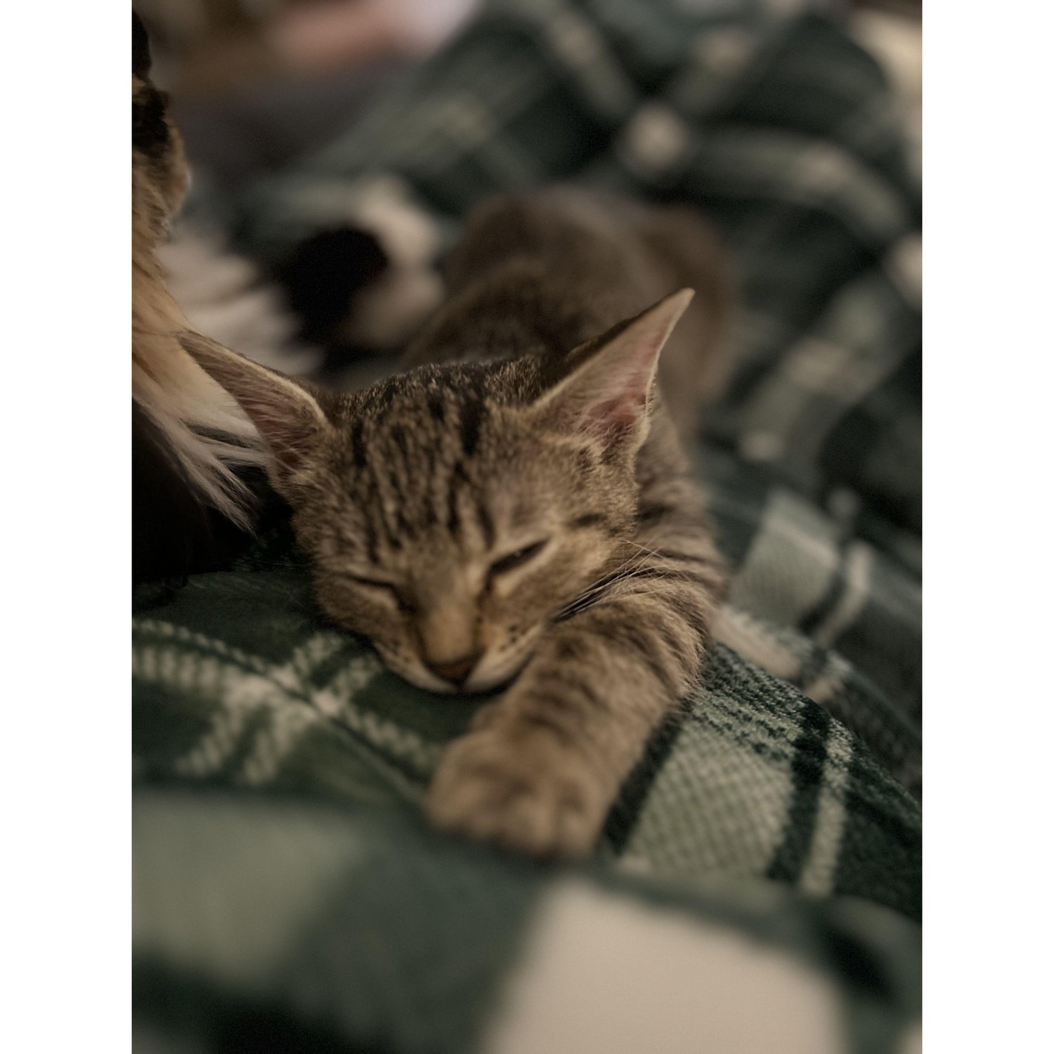 Our second fur baby Jellybean Denning!
