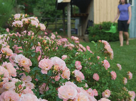 Peach Drift®  Rose