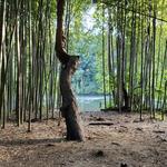 Chattahoochee Bamboo Forest