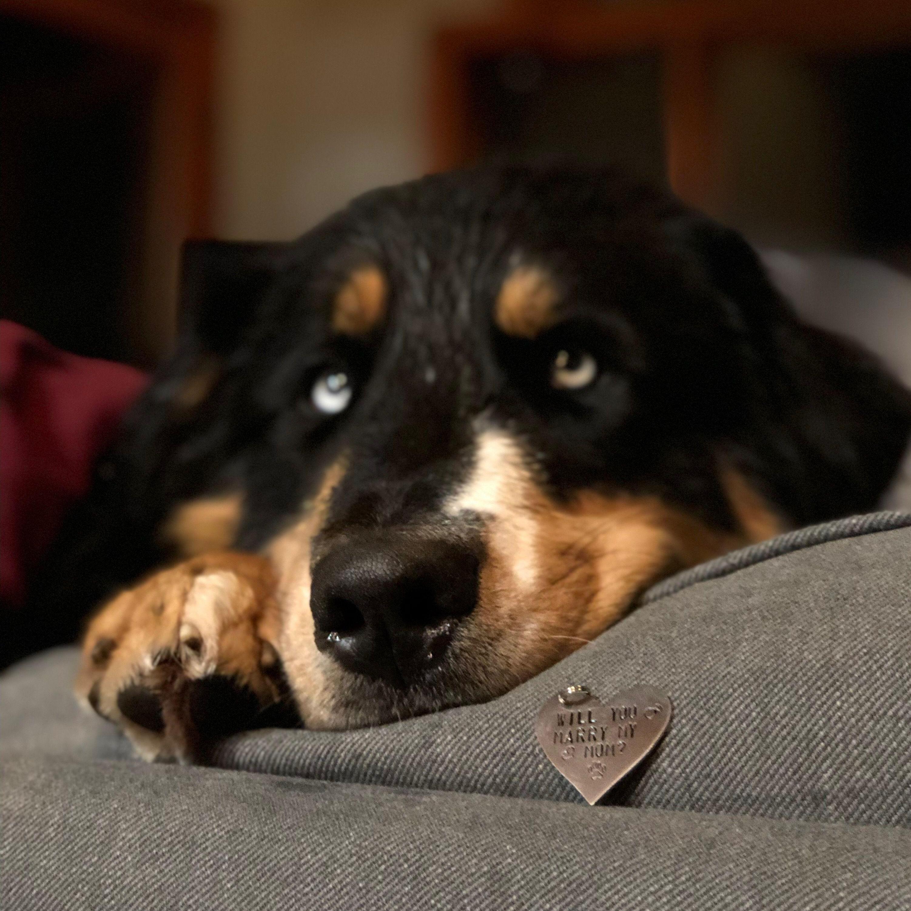 Monti helped with the proposal