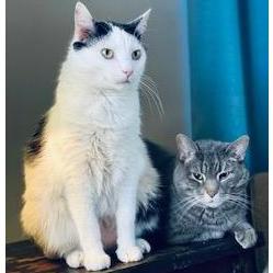 Jack and Leo - our other 2 babies, before our baby