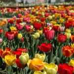 Denver Botanic Gardens