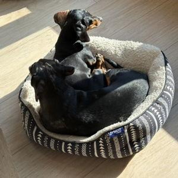 Frisco Sherpa Bolster Cat & Dog Bed, Southwest Stripe, Small