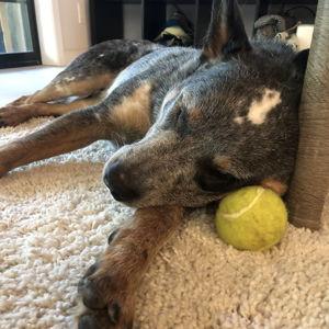 A Year's Supply of Tennis Balls for Mekko