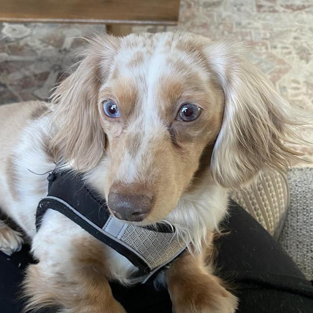 Pet Sitting