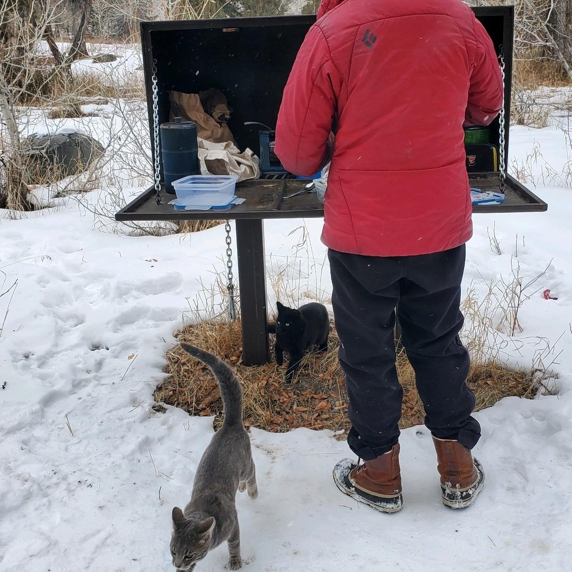 Camping in Cody with our wild cats- Pancho and Lefty
2022
