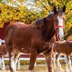 Grant's Farm