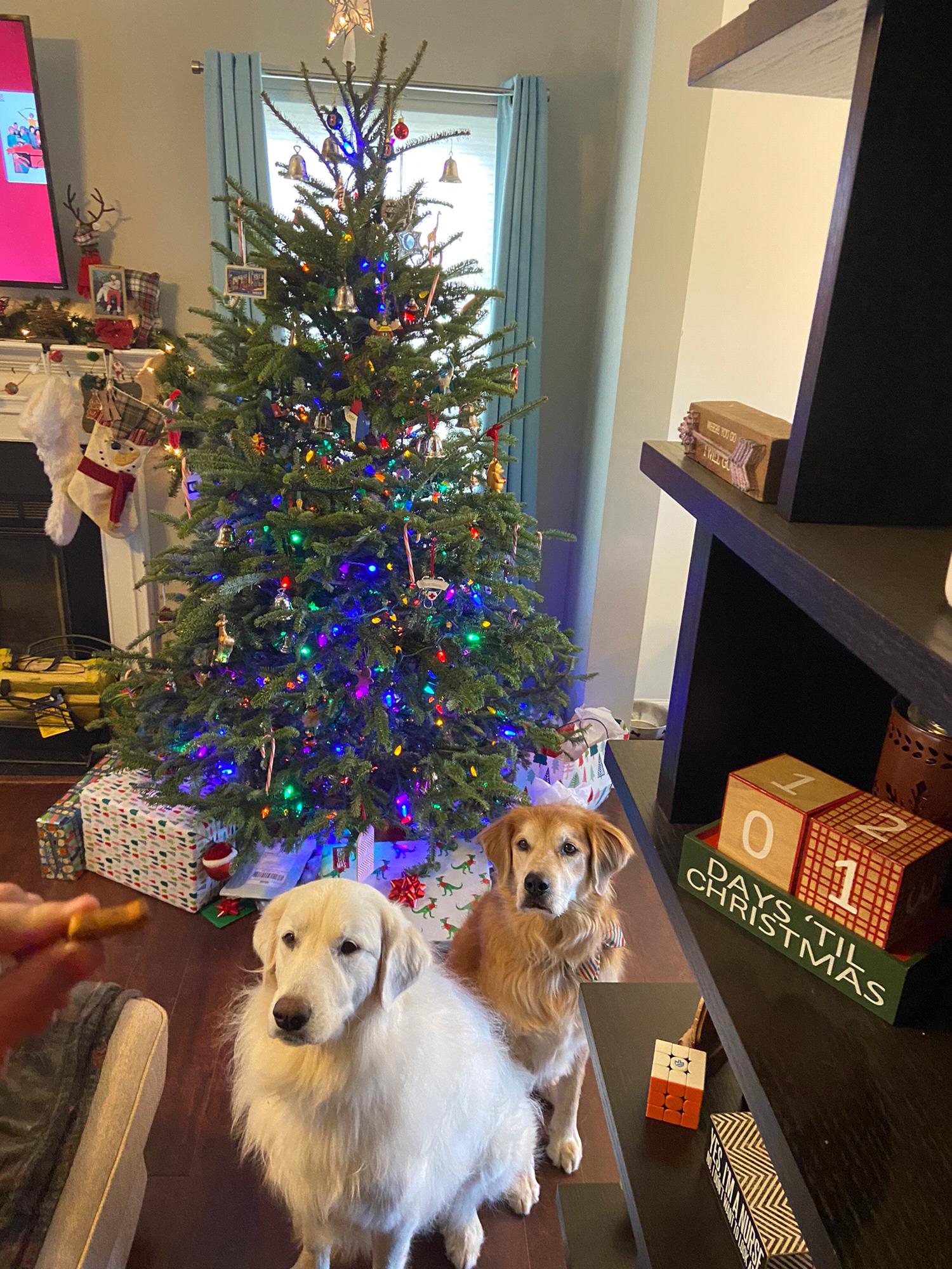 Christmas Puppers