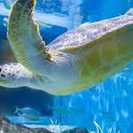 Newport Aquarium