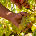 Visit Il Colombaio di Santa Chiara Vineyard & Olive Groves
