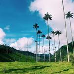 Valle del Cocora