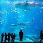Georgia Aquarium