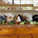 River Street Petting Zoo