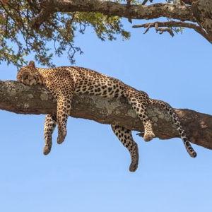 African Safari Honeymoon