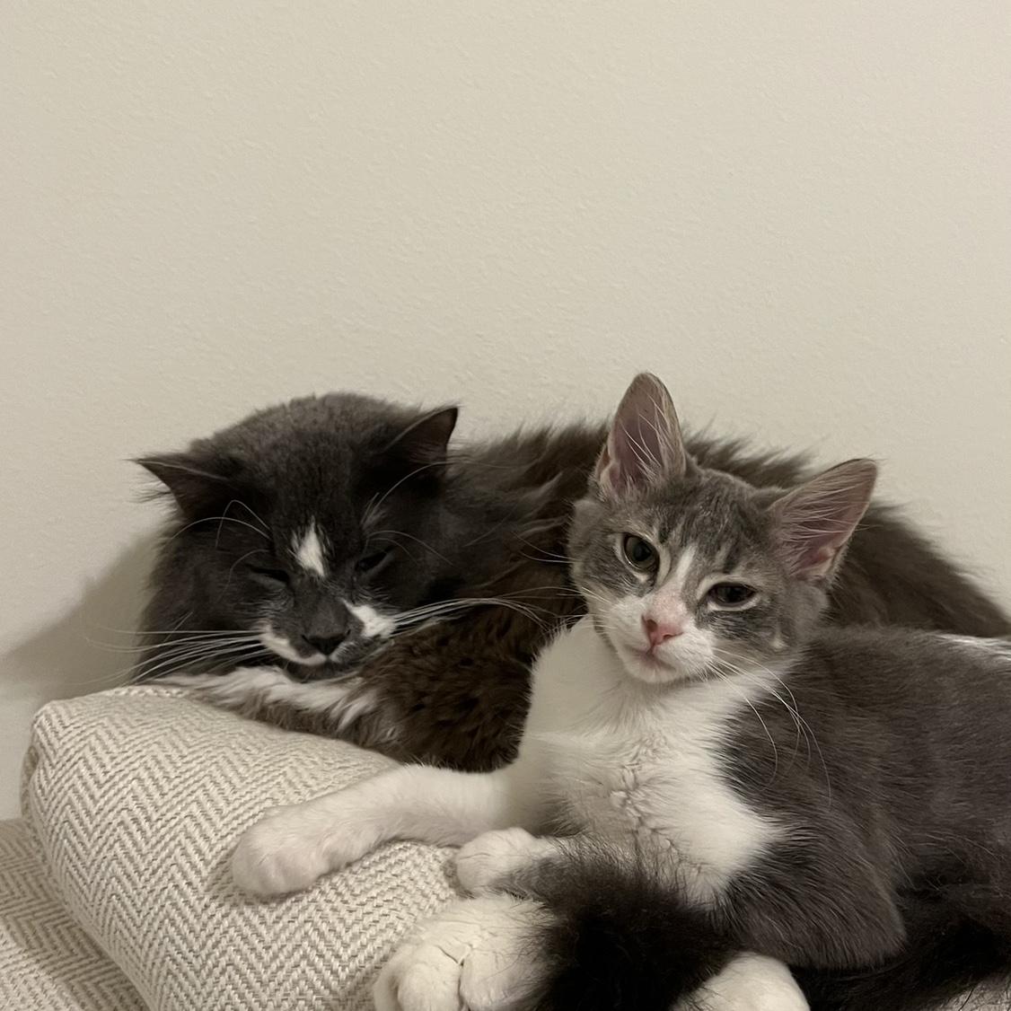 Bonus picture of Winston and Theodore!