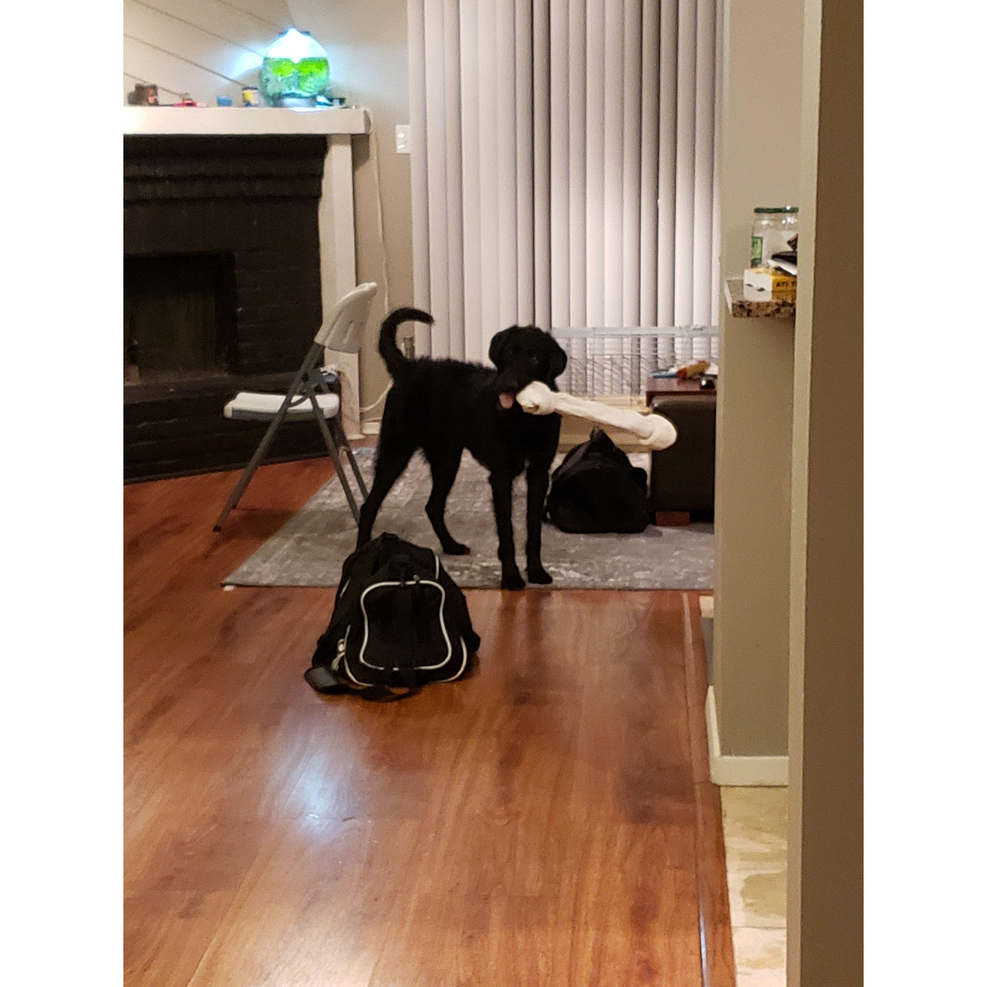 2019 - Big Beau in our apartment! Dallas, TX