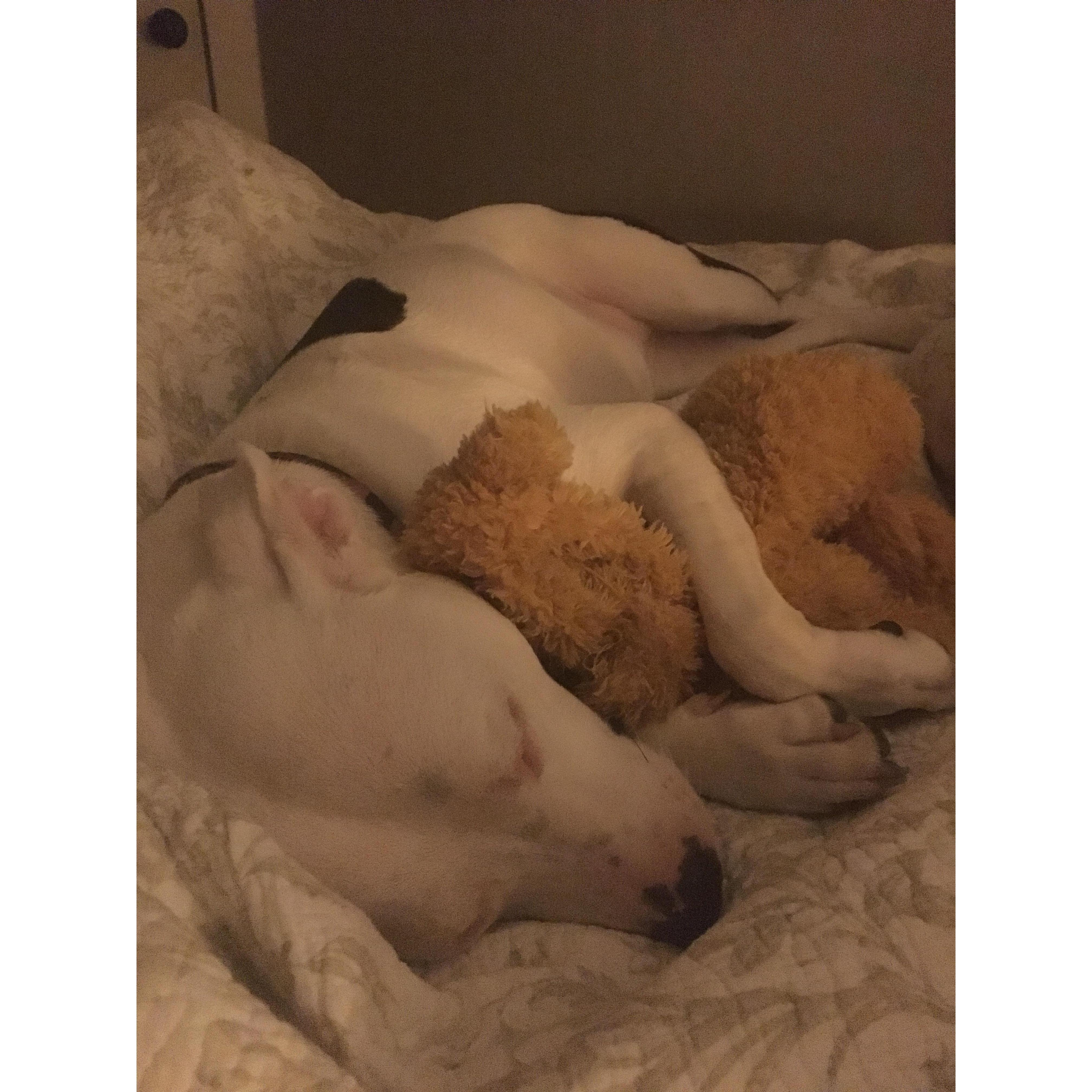 100% Adorable. Just simply the cutest thing you'll ever see. Luna snuggled up with a teddy bear.