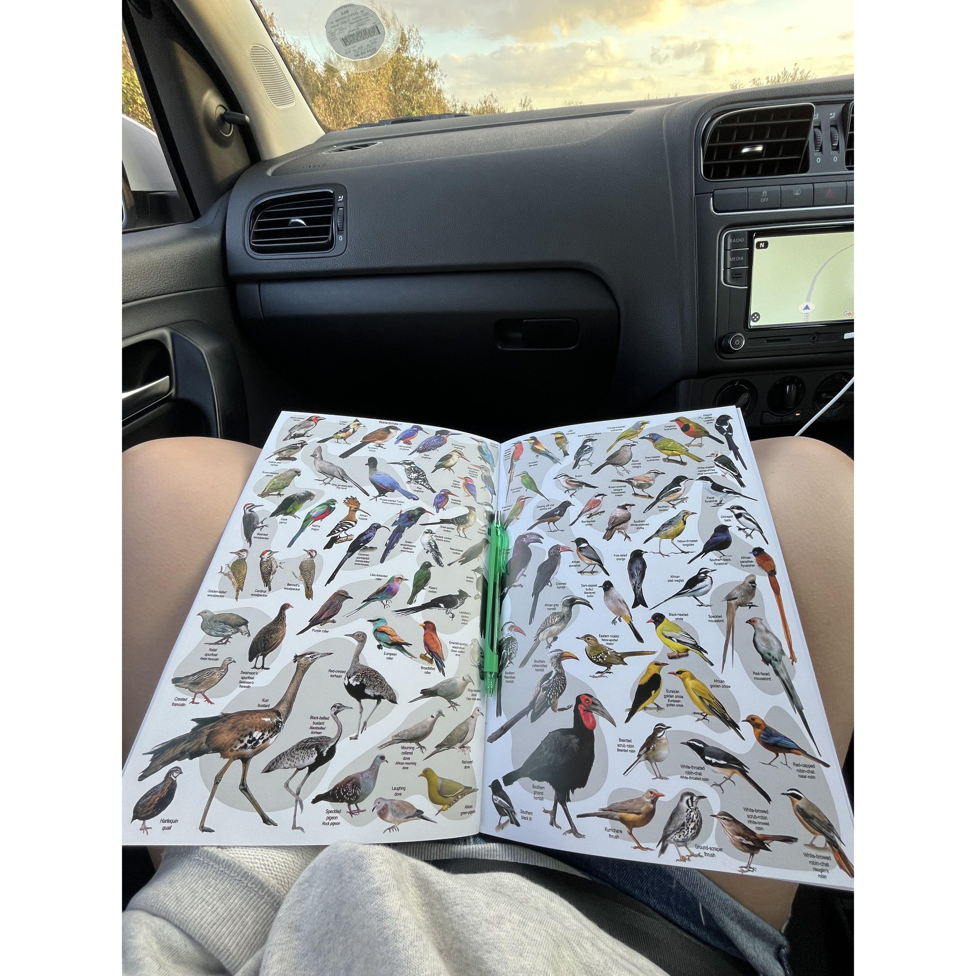 Crazy how fast bird watching sneaks up on you...