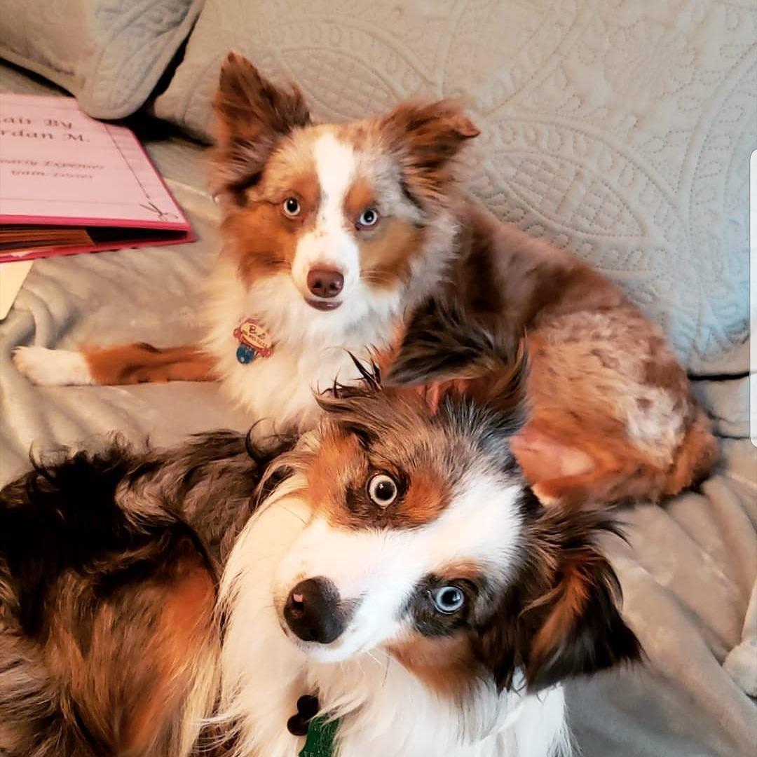 not us lol but our fur babies