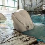 Shedd Aquarium
