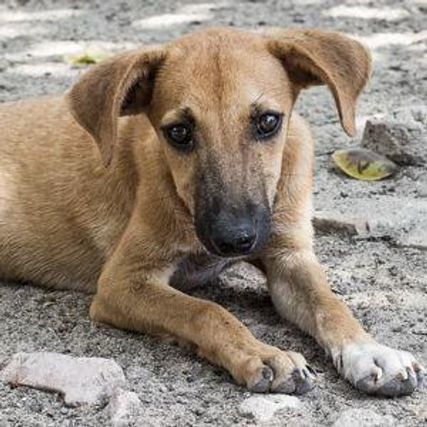 Daya Animal Welfare Organisation