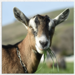Harley Farms Goat Dairy