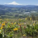 Hood River Mountain Wildflower Hike