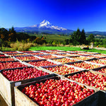 Hood River Fruit Loop