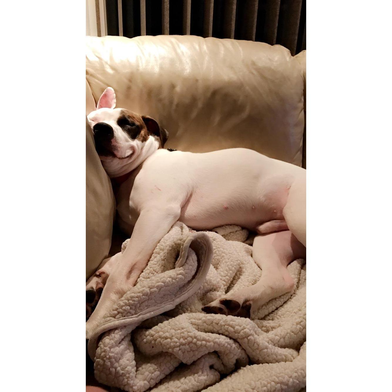 Smiling pup! Reg's first night home <3