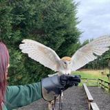 Owl & Birds of Prey Sanctuary (Turbary Woods)