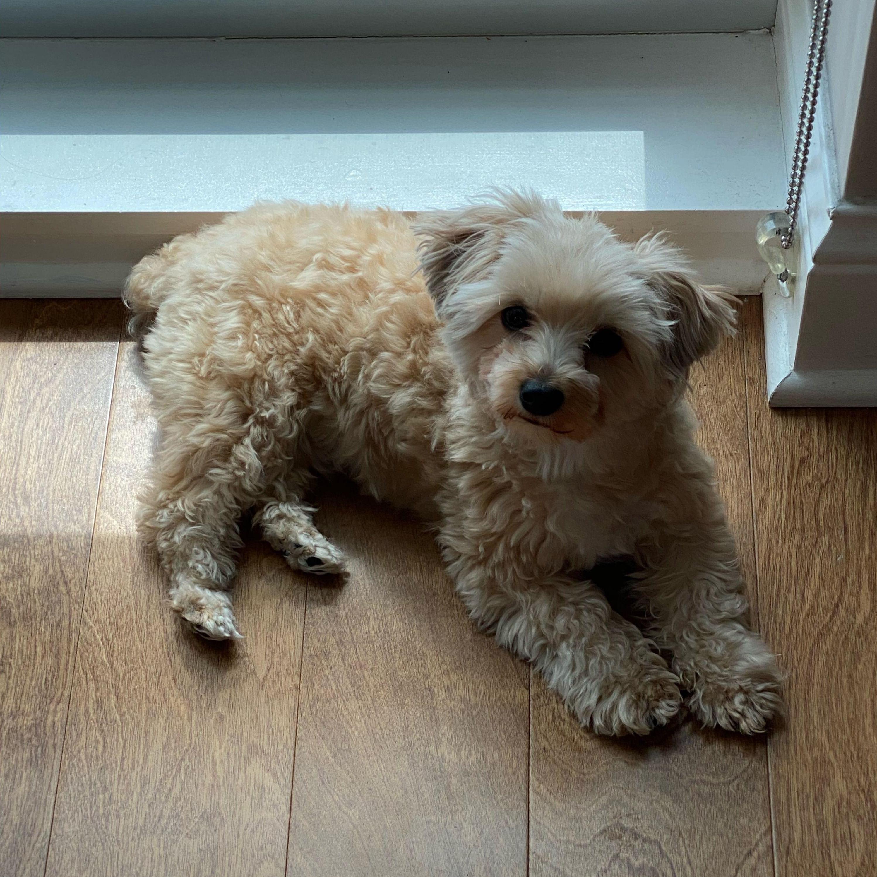 We were seriously thinking about opening up a dog grooming business. Thankfully we did not quit our day jobs.